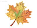 Komputerowy „Jesienny liść”